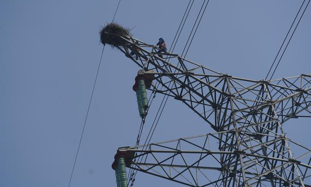 圖為12月12日，電力工人爬上鐵塔加固鳥巢。（新華社記者 周密 攝）