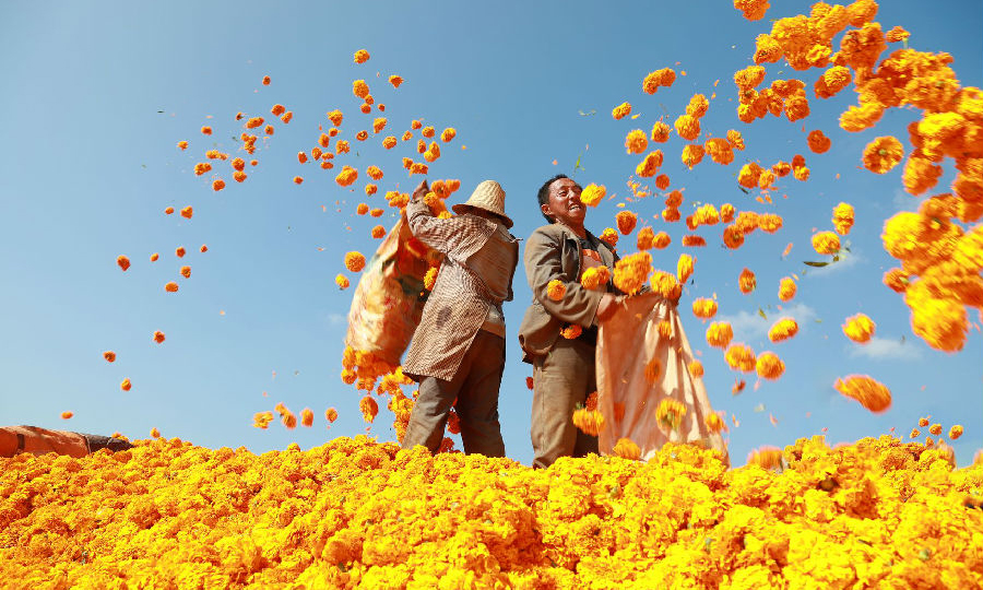 2019年10月，中國船舶集團有限公司定點扶貧縣云南省文山州丘北縣萬壽菊豐收場面。中國船舶集團通過產業扶貧基金扶持當地發展萬壽菊種植加工產業，帶動群眾脫貧致富。