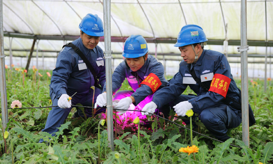 2月24日，南方電網貴州赤水供電局黨員服務隊來到赤水市寶源鄉一家花卉種植基地安裝大棚照明設備。