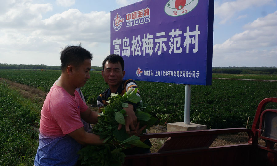 近日，中海化學旗下的富島公司化肥一部裝置實現150天長周期運行，取得開門紅。生產裝置的安穩長優運行，為化肥產品的穩定產出奠定堅實基礎。圖為海南省臨高縣富島松梅示范村獲得大豐收，農民們喜上眉梢。