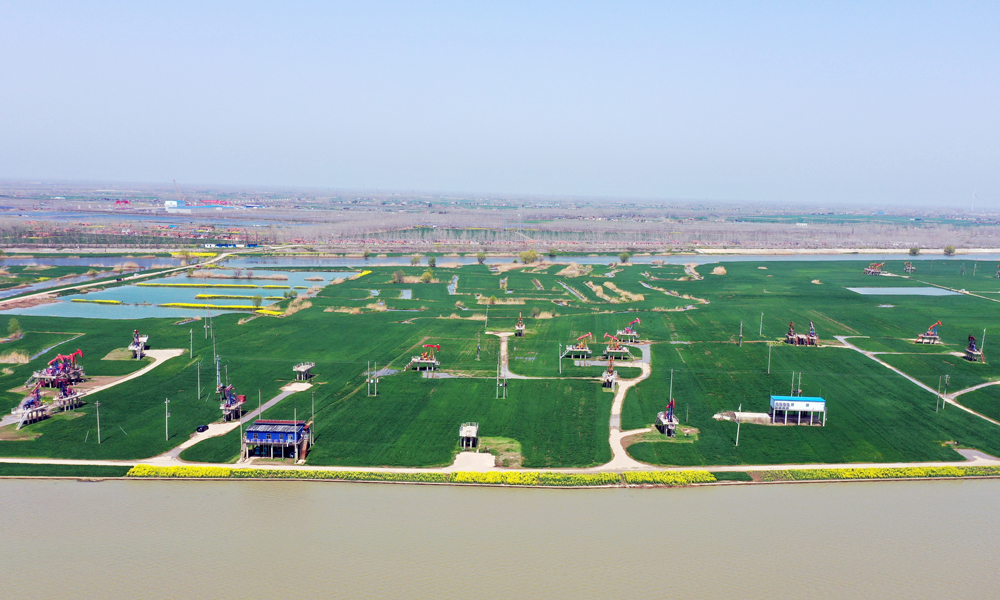 近日，在江蘇油田采油二廠高集湖區，紅色的抽油機與綠油油的麥田、黃燦燦的油菜花構成一幅和諧優美的生態畫卷。