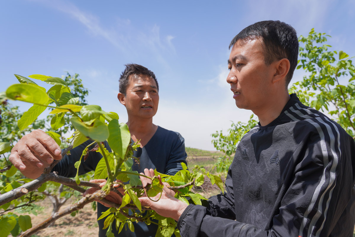 近兩年來，高飛穿梭于村委會和田間地頭，將國家能源集團的扶貧項目一一落地，帶領當地群眾走向脫貧致富的康莊大道。圖為高飛考察核桃林提升項目。